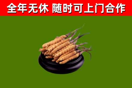 济南回收冬虫夏草